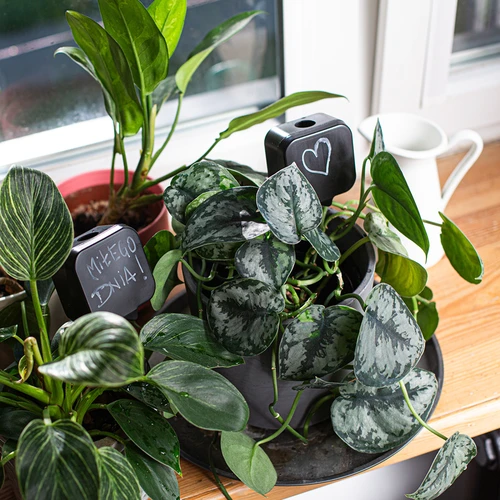 Αυτοποτιστήρι για φυτά – μαύρη πινακίδα με κεραμική ακίδα, 200 ml - 9