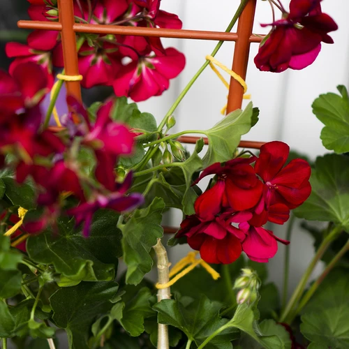 Βαμβακερός σπάγγος κίτρινος 2 mm/55 m/100 g - 11