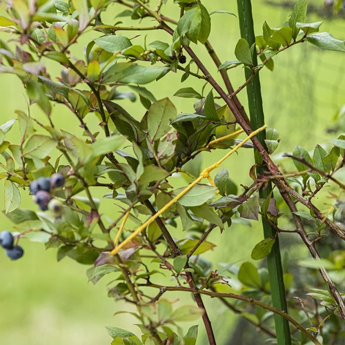 Βαμβακερός σπάγγος κίτρινος 2 mm/55 m/100 g - 8