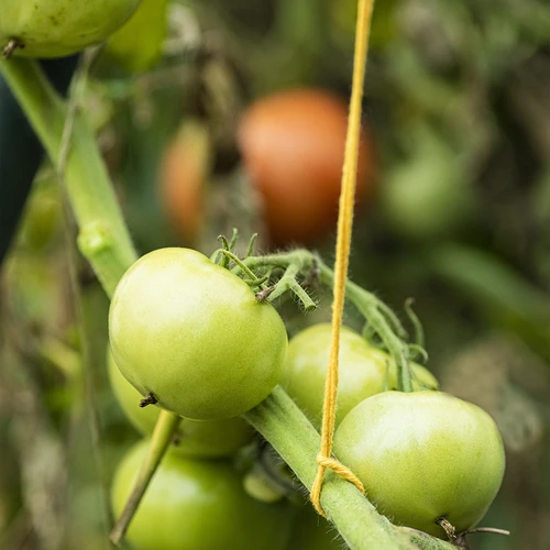 Βαμβακερός σπάγγος κίτρινος 2 mm/55 m/100 g - 10