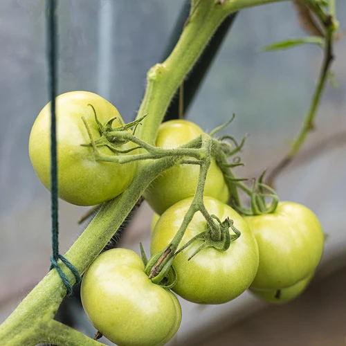 Βαμβακερός σπάγγος πράσινος 2 mm/55 m/100 g - 9