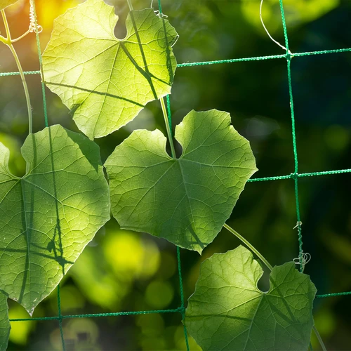 Δίχτυ για αναρριχώμενα φυτά, 1,8 x 2,7m - 6