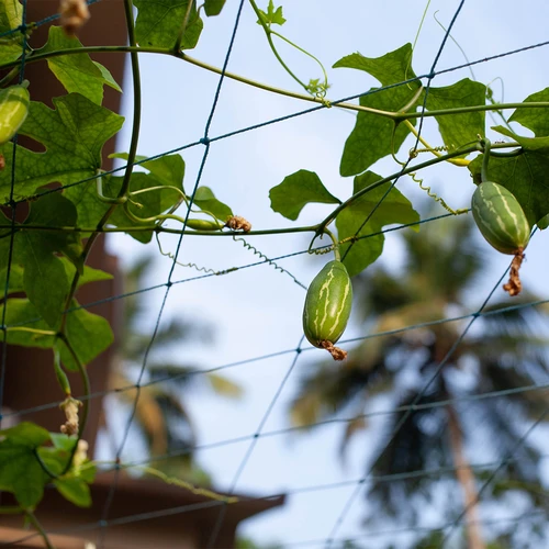 Δίχτυ για αναρριχώμενα φυτά, 1,8 x 2,7m - 7