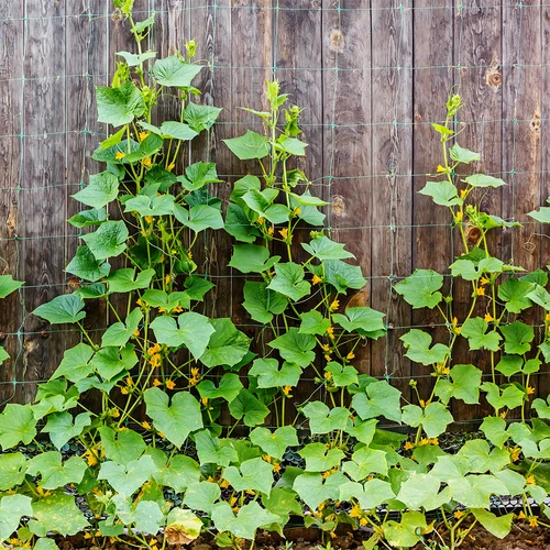 Δίχτυ για αναρριχώμενα φυτά: 2 x 20m - 5