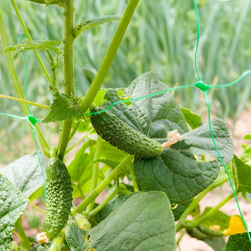 Δίχτυ για αναρριχώμενα φυτά: 2 x 20m - 6