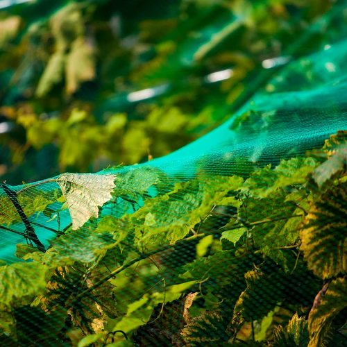 Δίχτυ προστασίας από τα πουλιά, πράσινο, 5 m x 10m - 5