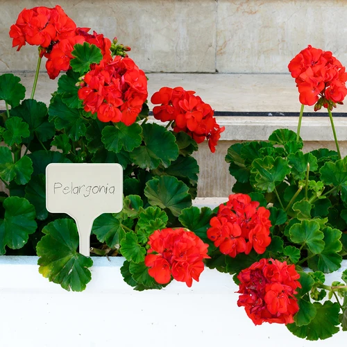 Ετικέτες για επισήμανση φυτών + μολύβι mix 10+20 τεμ. - 9