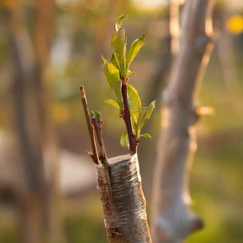 Κηπουρική ταινία για εμβολιασμό, διαφανής,100 m x 3 cm - 5