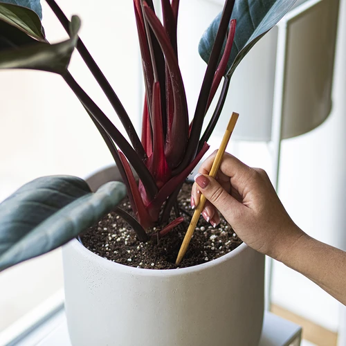 Μπάλες ποτίσματος για φυτά, διάφανες πράσινες, 400 ml, 4 τεμ. - 7