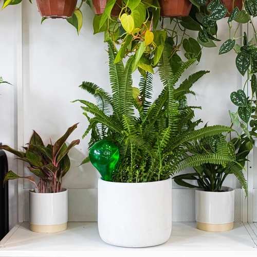 Μπάλες ποτίσματος για φυτά, διάφανες πράσινες, 400 ml, 4 τεμ. - 11