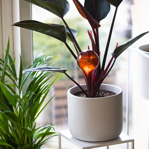 Μπάλες ποτίσματος για φυτά, κεχριμπαρένιες διάφανες, 400 ml, 2 τεμ. - 9