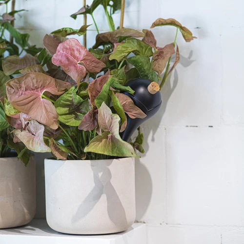 Μπάλες ποτίσματος για φυτά, μαύρες ματ, με φελλό, 400 ml, 4 τεμ. - 10