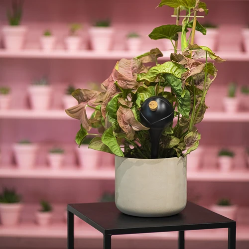 Μπάλες ποτίσματος για φυτά, μαύρες ματ, με φελλό, 400 ml, 4 τεμ. - 11