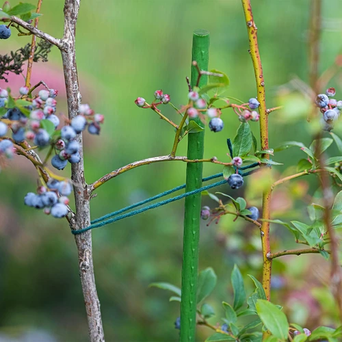 Πάσσαλοι κήπου Bioogród – ατσάλινοι με επικάλυψη, 1,5 m, Ø 11 mm, 10 τεμ. - 4