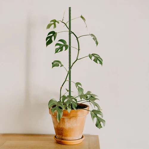 Πάσσαλοι κήπου Bioogród – ατσάλινοι με επίστρωση, 0,75 m, fi 8 mm, 10 τεμ. - 4