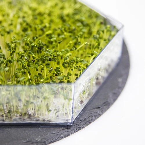 Πολυεπίπεδο φυτρωτήρι Niezłe Ziółko με σπόρους ραπανιού - 12