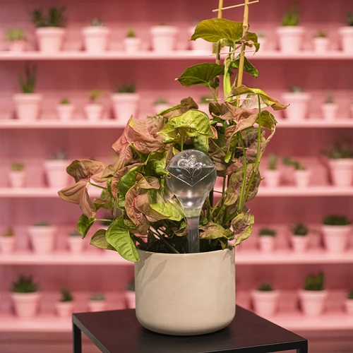 Σφαίρες αυτοποτισμού, διαφανείς, 400 ml, 4 τεμ. - 12