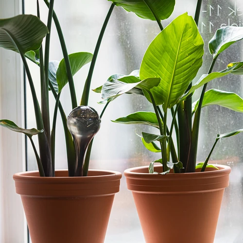 Σφαίρες ποτίσματος για φυτά, διαφανείς μαύρες, 400 ml, 2 τεμ. - 9