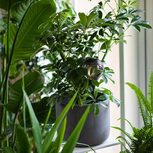 Σφαίρες ποτίσματος για φυτά, διαφανείς μαύρες, 400 ml, 2 τεμ. - 10