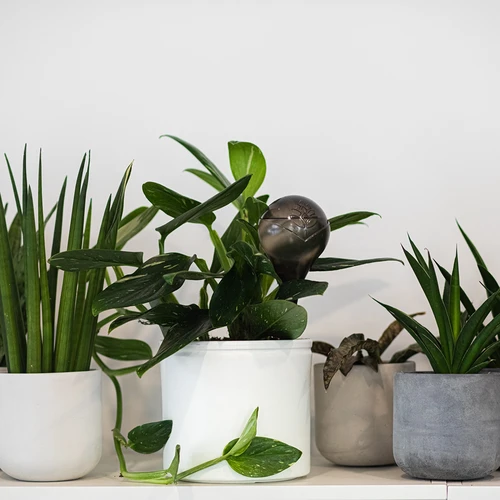 Σφαίρες ποτίσματος για φυτά, διαφανείς μαύρες, 400 ml, 2 τεμ. - 11