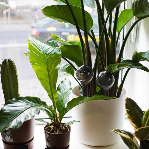 Σφαίρες ποτίσματος για φυτά, διαφανείς σε μαύρο χρώμα, 400 ml, 4 τεμ. - 12