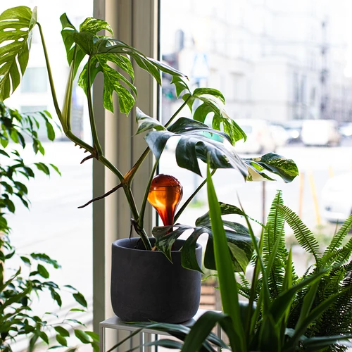 Σφαίρες ποτίσματος για φυτά, διάφανες κεχριμπαρένιες, 400 ml, 4 τεμ. - 10