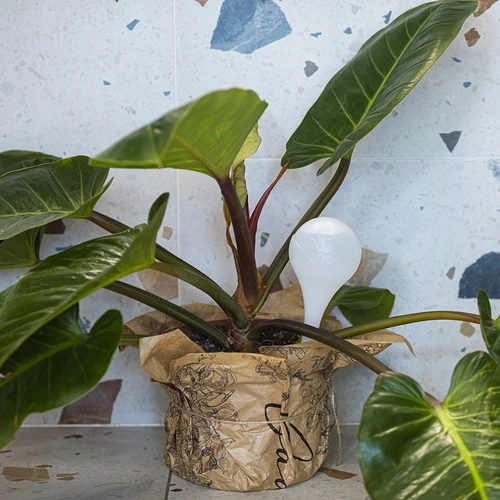 Σφαίρες ποτίσματος για φυτά, λευκές ημιδιαφανείς, 400 ml, 4 τεμ. - 9