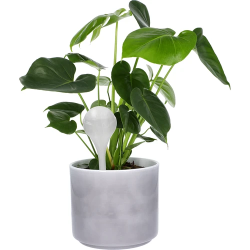 Σφαίρες ποτίσματος για φυτά, λευκές ημιδιαφανείς, 400 ml, 4 τεμ. - 6