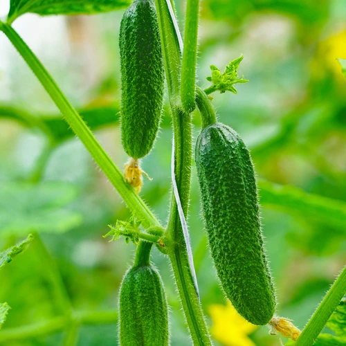 Σπάγγος πολυπροπυλενίου 1 mm/65 m/50 g - 6