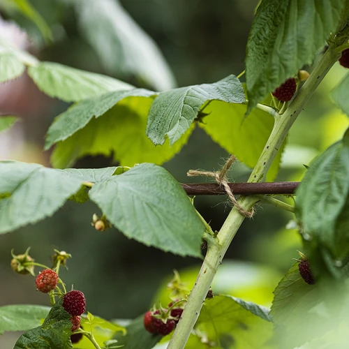 Σπάγκος γιούτας 2 mm/110 m/250 g - 9