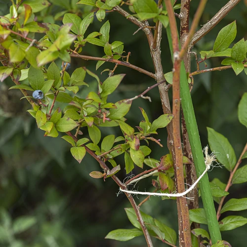 Σπάγκος σίζαλ 1,8 mm/115 m/250 g - 8