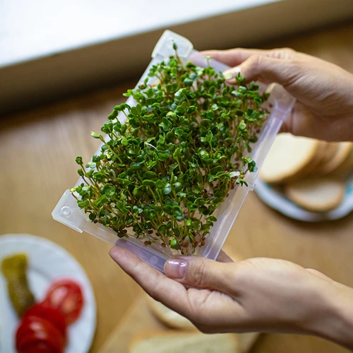 Σποροβλαστήρας Zielona Czuprynka με σπόρους ραπανιού - 14