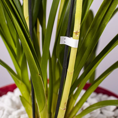 Συρραπτικά για συρραπτικό κήπου - 10000 τεμ. - 6