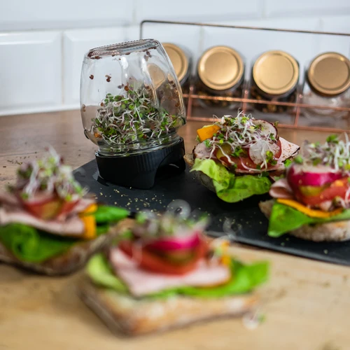 Συσκευή φύτρων τύπου βάζου Twist-off με σπόρους ραπανιού - 11