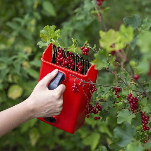 Συσκευή συλλογής μικρών φρούτων - 8