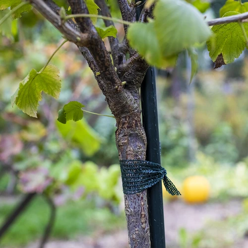 Ταινία για δέσιμο φυτών PE 3 cm x 50 m - 3