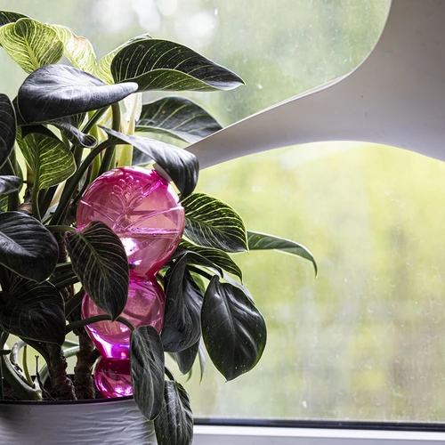 Τριπλή μπάλα ποτίσματος (τριών θαλάμων), διάφανη ροζ, 600 ml - 6