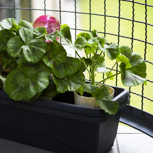 Τριπλή μπάλα ποτίσματος (τριών θαλάμων), διάφανη ροζ, 600 ml - 9