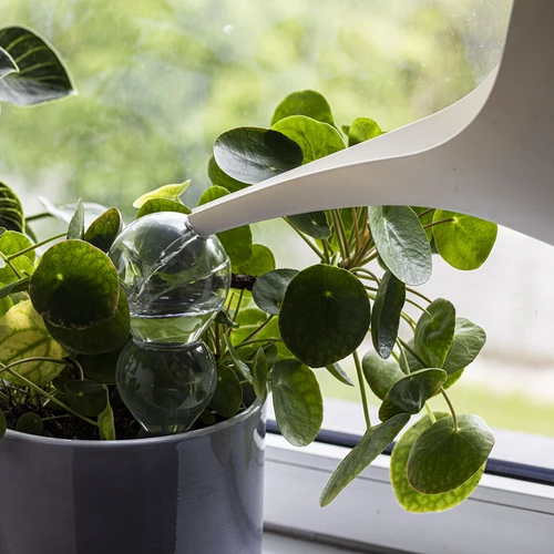 Τριπλή (τριών θαλάμων) μπάλα ποτίσματος, διάφανη άχρωμη, με κεραμική ακίδα, 600 ml - 6