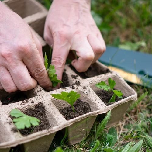 Χάρτινες γλάστρες 6 x 6 x 6, σετ 5 τεμ. - 6