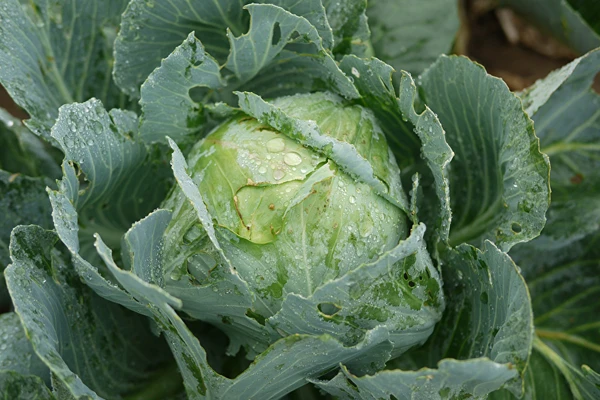 Ξινολάχανο σύμφωνα με τη συνταγή της κας Σίλβιας