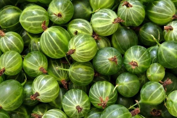 Agrestówka - λικέρ από αγριοφραγκοστάφυλο