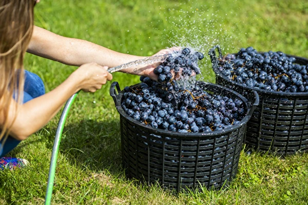 Πώς να φτιάξεις κρασί βήμα προς βήμα;