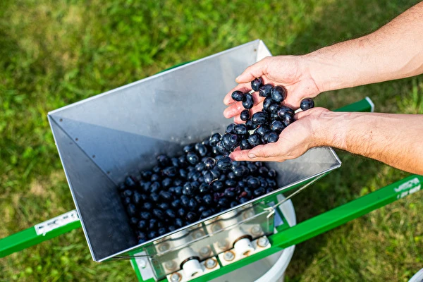 Πώς να φτιάξεις κρασί βήμα προς βήμα;