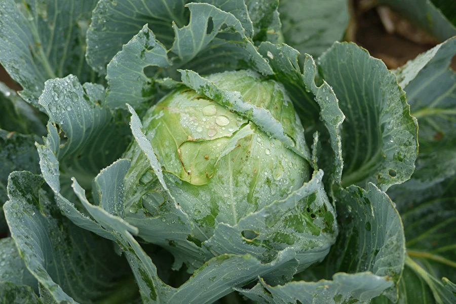 Browin Przepiśnik - Ξινολάχανο σύμφωνα με τη συνταγή της κας Σίλβιας