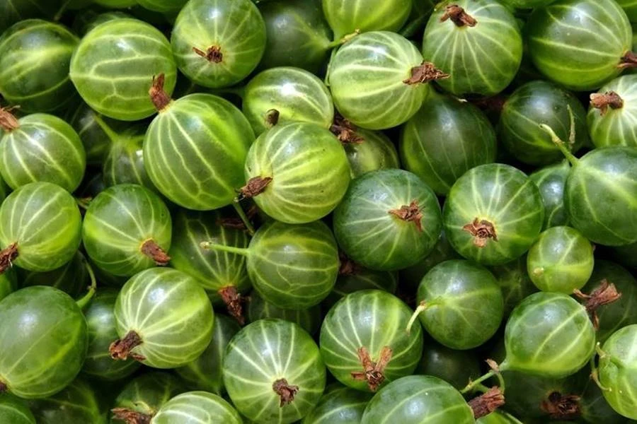 Agrestówka - λικέρ από αγριοφραγκοστάφυλο