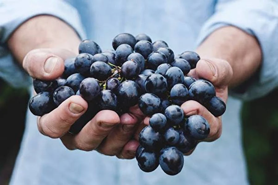 Browin Przepiśnik - Σπιτική Γκράπα